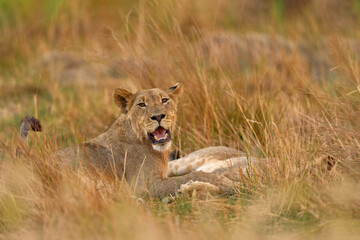 Lions rest in grass, Khwai river, Botswana in Afica. Big cats family in the nature habitat, Botswana nature. Animal behavior in nature. Lion