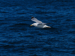a beautiful seagull flying over the sea