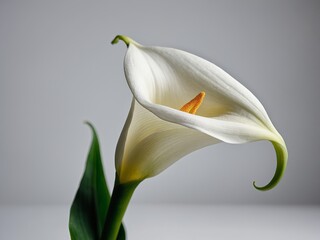 Elegant White Calla Lily Blooming Against a Serene Grey Background