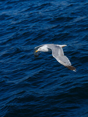 a beautiful seagull flying over the sea