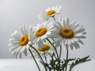Fototapeta premium A close-up photograph of a bouquet of white daisies elegantly arranged against a soft neutral background