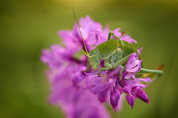 Polysarcus denticauda, grasshopper, in the pink orchid flower bloom, Czech nature, Europe. Bush-cricket, summer wildlife.