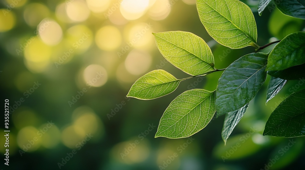 Aufkleber beautiful nature view of green leaf on blurred greenery background in garden and sunlight with copy 