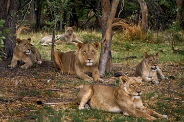Lions, Khwai river, Botswana in Afica. Big cats family in the nature habitat, Botswana nature. Animal behavior in nature. Lion