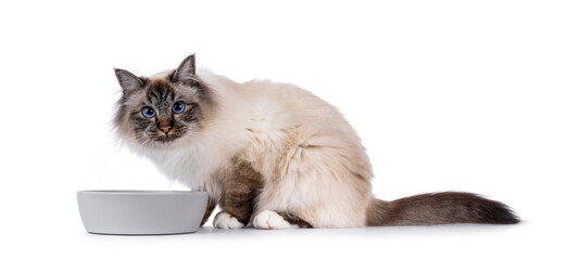 Handsome Sacred Birman cat, sitting side ways with grey food bowl. Head up and looking towards...