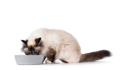 Handsome Sacred Birman cat, sitting side ways with grey food bowl. Head in bowl eating. Isolated on...