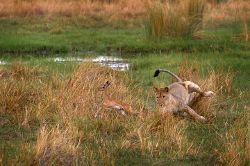 Lions, Khwai river, Botswana in Afica. Big cats family in the nature habitat, Botswana nature. Animal behavior in nature. Lion catch impala, hunting bahaviour. Anpelope jump.
