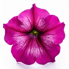 Pink Fuchsia Petunia isolated on white background
