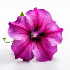 Pink Fuchsia Petunia isolated on white background