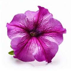 Pink Fuchsia Petunia isolated on white background