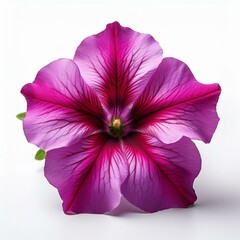Pink Fuchsia Petunia isolated on white background
