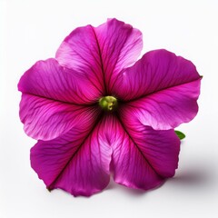Pink Fuchsia Petunia isolated on white background
