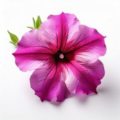 Pink Fuchsia Petunia isolated on white background