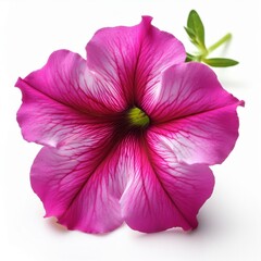Naklejka premium Pink Fuchsia Petunia isolated on white background