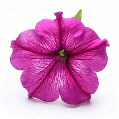 Pink Fuchsia Petunia isolated on white background