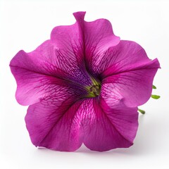 Pink Fuchsia Petunia isolated on white background