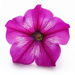 Pink Fuchsia Petunia isolated on white background