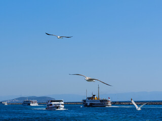 Beautiful seagulls flying over the Bosphorus in Istanbul