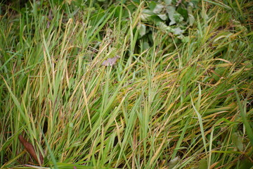 The weeds are blown away by the wind.