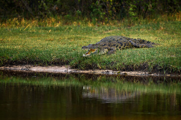 Crocodile with beautiful evening light. Nile crocodile, Crocodylus niloticus, with open muzzle, in the river bank, Okavango delta, Moremi, Botswana. Wildlife scene  from African nature.