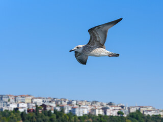 Beautiful seagulls flying over the Bosphorus in Istanbul