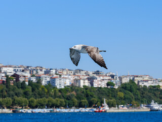 Beautiful seagulls flying over the Bosphorus in Istanbul