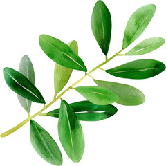 Naklejka premium watercolor olive branch clipart illustration for peace day, harmony, and unity png