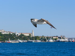 Beautiful seagulls flying over the Bosphorus in Istanbul