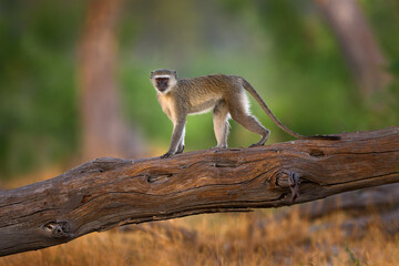 Vervet monkey, Chlorocebus pygerythrus, portrait of grey and black face animal in the nature...