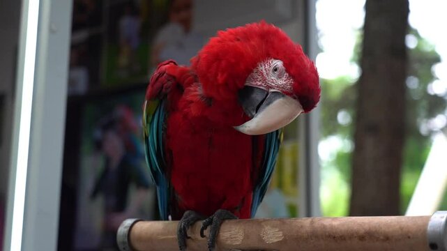 Red Macaw parrot sleeping sitting on a branch in the park