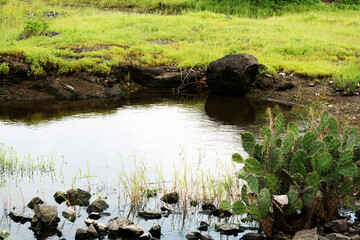 A peaceful small stream is depicted, with a tree growing in the center, creating a harmonious natural scene
