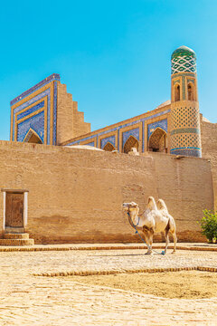 Bactrian camel near the city wall of Ichan Kala.
