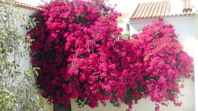 planta flor primavera &ndash; Bougainvillea                                                                                                                                                                   