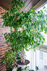 A large ficus tree on the window in the interior of the apartment. Indoor plants for comfort in the house.