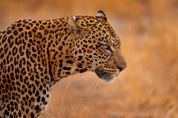 Wildlife nature. Leopard sunset walk. Leopard, Panthera pardus shortidgei, nature habitat, big wild cat in the nature habitat, sunny day on savannah, Khwai River, Moremi Botswana. Africa wildlife.
