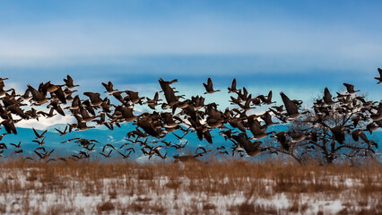 Flock of Canada Geese in Flight Over Snowy Field with Mountain Backdrop