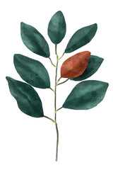 Magnolia leaf sticker png botanical drawing clipart