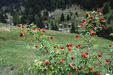 Apple rose fruit in Pyrenees, Spain