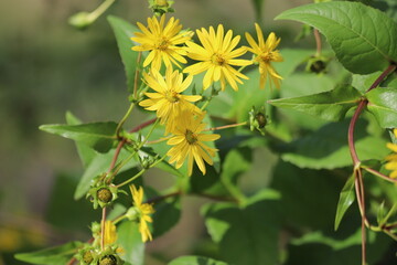 Silphium perfoliatum. Yellow flowers of the cup plant.