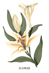 Lilies. Elegant lily frame: hand drawn botanical illustration. Summer flowers. Invitation. Space for text