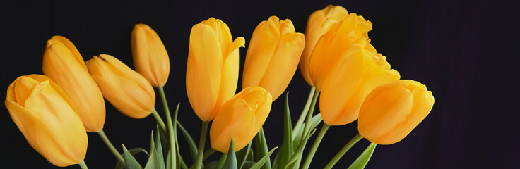 Bouquet of yellow tulips on black background