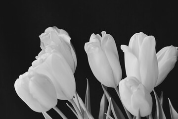 White tulips on black background black and white soft focus shot