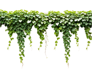 Green leaves Javanese treebine or Grape ivy (Cissus spp.) jungle vine hanging ivy plant bush isolated on transparent background with clipping path.
