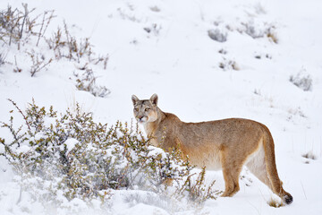 Wild puma nature winter habitat with snow, Torres del Paine, Chile. Big cat Cougar, Puma concolor,...
