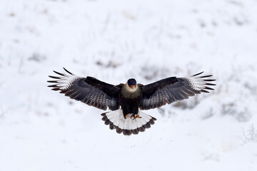 Patagonia winter. Southern Caracara plancus, in morning light. Bird of prey stitting on stone. Wildlife scene from nature, South America, Torres del Paine NP, Chile. Wildlife, bird behaviour. Snow.