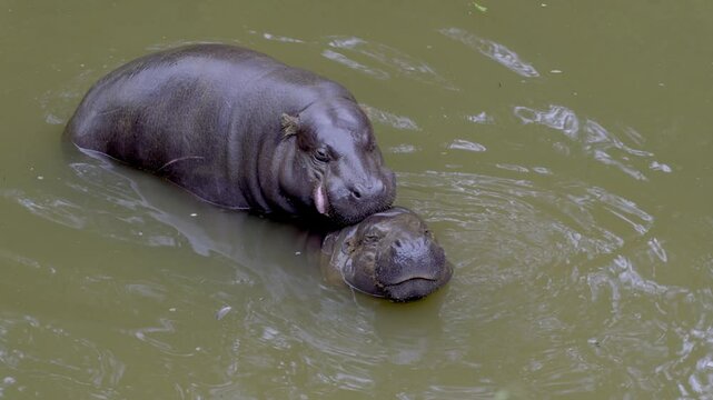 couple of pygmy hippopotamus (Choeropsis liberiensis) copulating  in a murky body of water. 4K. Cabarceno Nature Park. Cantabria, Spain.