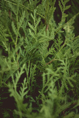 Green, young thuja, near. Branches of thuja