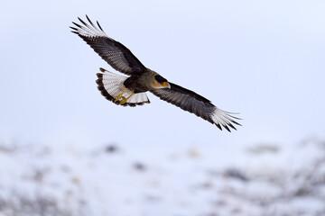 Patagonia winter. Southern Caracara plancus, in morning light. Bird of prey stitting on stone. Wildlife scene from nature, South America, Torres del Paine NP, Chile. Wildlife, bird behaviour. Snow.