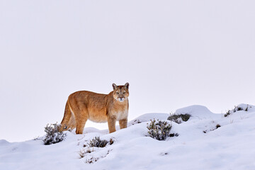 Find the wild puma in the nature habitat. Mountain lion in the nature winter mountain rock habitat, Torres del Paine NP in Chile. Wildlife nature in Patagonia, South America. Puma in snow, cold winter © ondrejprosicky