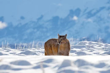 Gordijnen Poema Wild big cat Cougar, Puma concolor, hidden portrait of dangerous animal with stone. Mountain Lion. Wildlife scene from nature. Puma, nature winter habitat with snow, Torres del Paine, Chile.  © ondrejprosicky